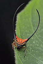 Curved Spiny Spider (Gasteracantha arcuata) with unusual tubercles with unknown function, Lambir Hills National Park, Borneo, Malaysia