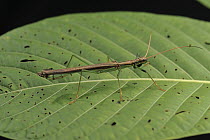 Stick Insect (Orthomeria sp) female, Lambir Hills National Park, Borneo, Malaysia