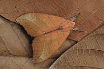 Prominent Moth (Gangarides rosea) well-camouflaged as a dead leaf, Lambir Hills National Park, Borneo, Malaysia