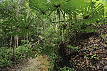 Fan Palm (Licuala valida) in the rainforest, Lambir Hills National Park, Borneo, Malaysia
