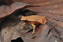 Variable Sticky Frog (Kalophrynus heterochirus), Lambir Hills National Park, Borneo, Malaysia