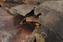 Variable Sticky Frog (Kalophrynus heterochirus) hiding under leaf, Lambir Hills National Park, Borneo, Malaysia