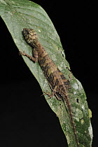 Flying Dragon (Draco quinquefasciatus) lizard, Borneo, Malaysia