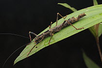Stick Insect (Dinophasma saginata) female, Borneo, Malaysia