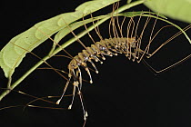 Centipede (Scutigera sp) on underside of leaf, Miri, Sarawak, Borneo, Malaysia