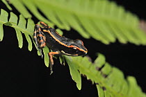 Striped Stream Frog (Rana signata) juvenile, Lambir Hills National Park, Borneo, Malaysia