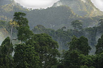 Lowland mixed dipterocarp forest, Lambir Hills National Park, Borneo, Malaysia