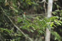 Red-bearded Bee-eater (Nyctyornis amictus), Lambir Hills National Park, Borneo, Malaysia