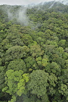 Canopy of lowland mixed dipterocarp forest, Lambir Hills National Park, Borneo, Malaysia