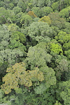 Canopy of lowland mixed dipterocarp forest, Lambir Hills National Park, Borneo, Malaysia