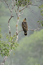 Wallace's Hawk-Eagle (Spizaetus nanus), Lambir Hills National Park, Borneo, Malaysia