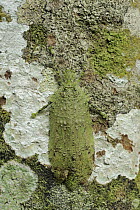 Katydid (Sathrophylliopsis sp) camouflaged on bark, Lambir Hills National Park, Borneo, Malaysia