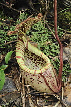 Burbidge's Pitcher Plant (Nepenthes burbidgeae), Kinabalu National Park, Borneo, Malaysia