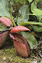 Pitcher Plant (Nepenthes rajah) world's largest variety, Kinabalu National Park, Borneo, Malaysia