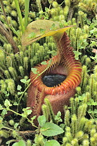 Villose Pitcher Plant (Nepenthes villosa) a high-altitude carnivorous variety, Kinabalu National Park, Borneo, Malaysia