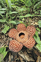 Rafflesia (Rafflesia pricei) flower amid leaf litter, Kundasang, Borneo, Malaysia