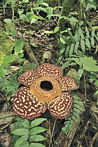 Rafflesia (Rafflesia pricei) flower, Kundasang, Borneo, Malaysia