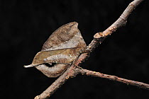 Grasshopper (Chorotypus sp) mimicking leaf, Gunung Mulu National Park, Borneo, Malaysia