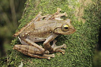 Java Flying Frog (Rhacophorus margaritifer), Cibodas, Indonesia