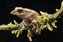 Malaysian Flying Frog (Rhacophorus rufipes), Borneo, Malaysia