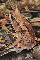 Asian Horned Frog (Megophrys nasuta) camouflaged on forest floor, Borneo, Malaysia