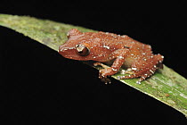 Painted Indonesian Treefrog (Nyctixalus pictus), Borneo, Malaysia