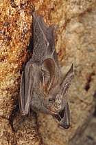 Lesser False Vampire Bat (Megaderma spasma) roosting in cave, Sekunyit, Bau, Malaysia