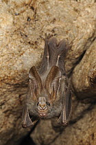 Lesser False Vampire Bat (Megaderma spasma) roosting in cave, Sekunyit, Bau, Malaysia
