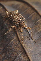 True Weevil (Curculionidae), Fraser's Hill, Malaysia