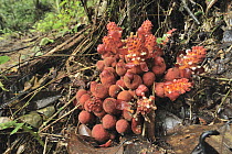 Parasitic Plant (Balanophora papuana) emerging male flowers on forest floor, Pine Tree Hill, Fraser's Hill, Malaysia