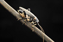Raspy Cricket (Gryllacrididae), Fraser's Hill, Malaysia