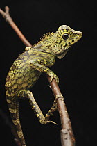 Borneo Anglehead Lizard (Gonocephalus bornensis), Danum Valley Conservation Area, Borneo, Malaysia