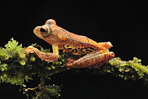Harlequin Flying Tree Frog (Rhacophorus pardalis), Danum Valley Conservation Area, Borneo, Malaysia