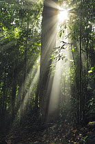 Rainforest with sun rays cutting through the mist, Danum Valley Conservation Area, Borneo, Malaysia