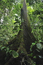 Rainforest interior showing tree with butress roots, Danum Valley Conservation Area, Borneo, Malaysia