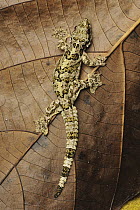 Horsfield's Flying Gecko (Ptychozoon horsfieldii), Danum Valley Conservation Area, Borneo, Malaysia