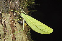 Katydid (Tettigoniidae) female ovipositing eggs under tree bark, Danum Valley Conservation Area, Borneo, Malaysia