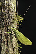 Katydid (Tettigoniidae) female ovipositing eggs under tree bark, Danum Valley Conservation Area, Borneo, Malaysia