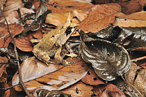 Asian Horned Frog (Megophrys nasuta) camouflaged in leaf litter, Danum Valley Conservation Area, Borneo, Malaysia