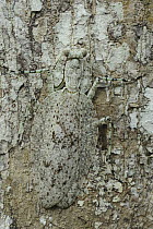Mantid (Theopompa borneana) camouflaged on tree, Danum Valley Conservation Area, Borneo, Malaysia