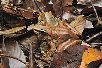 Giant River Frog (Limnonectes leporinus) camouflaged in leaf litter, Danum Valley Conservation Area, Borneo, Malaysia