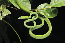 Oriental Whip Snake (Ahaetulla prasina), Danum Valley Conservation Area, Borneo, Malaysia