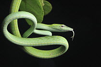 Oriental Whip Snake (Ahaetulla prasina) with extended tongue, Danum Valley Conservation Area, Borneo, Malaysia