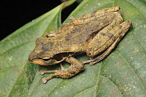 Dark-eared Tree Frog (Polypedates macrotis), Danum Valley Conservation Area, Borneo, Malaysia