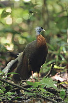 Great Argus Pheasant (Argusianus argus) male, Danum Valley Conservation Area, Borneo, Malaysia