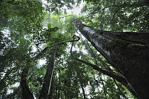 Lowland rainforest interior, Sabah, Danum Valley Conservation Area, Borneo, Malaysia