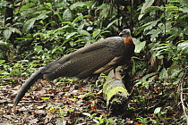 Great Argus Pheasant (Argusianus argus) male, Danum Valley Conservation Area, Borneo, Malaysia