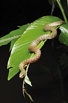 Triangle Keelback (Xenochrophis trianguligerus) snake, Danum Valley Conservation Area, Borneo, Malaysia