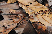 Army Ant (Leptogenys sp) group transporting their entire colony, including the pupae of new workers, to a new site, Danum Valley Conservation Area, Borneo, Malaysia