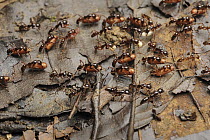 Army Ant (Leptogenys sp) group transporting their entire colony, including the pupae of new workers, to a new site, Danum Valley Conservation Area, Borneo, Malaysia